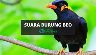 Suara Binatang Malam Mp3